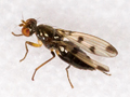 Geomyza tripunctata